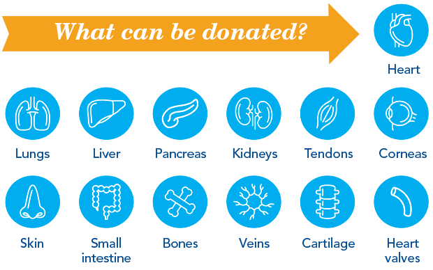 What Can Be Donated: The heart, lungs, liver, pancreas, kidneys, tendons, corneas, skin, small intestine, bones, veins, cartilage, and heart valves.