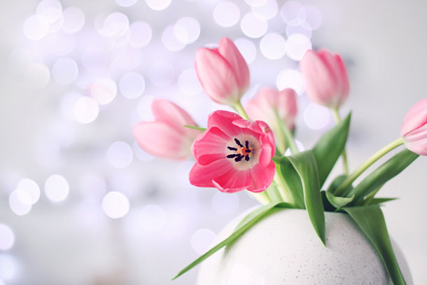 pink tulips